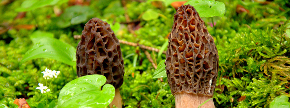 IL PARADISO PER GLI AMANTI DEI FUNGHI - il nuovo portale turistico di Gallio