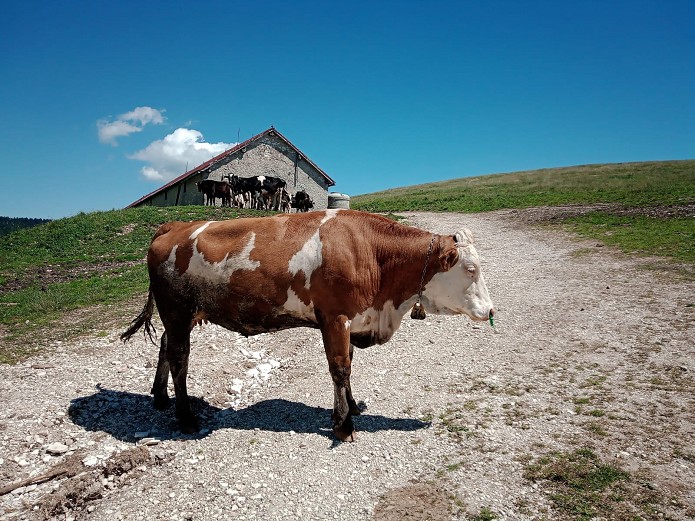 Escursione guidata: Le malghe del monte Ongara